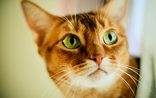 brown coated cat HD wallpaper